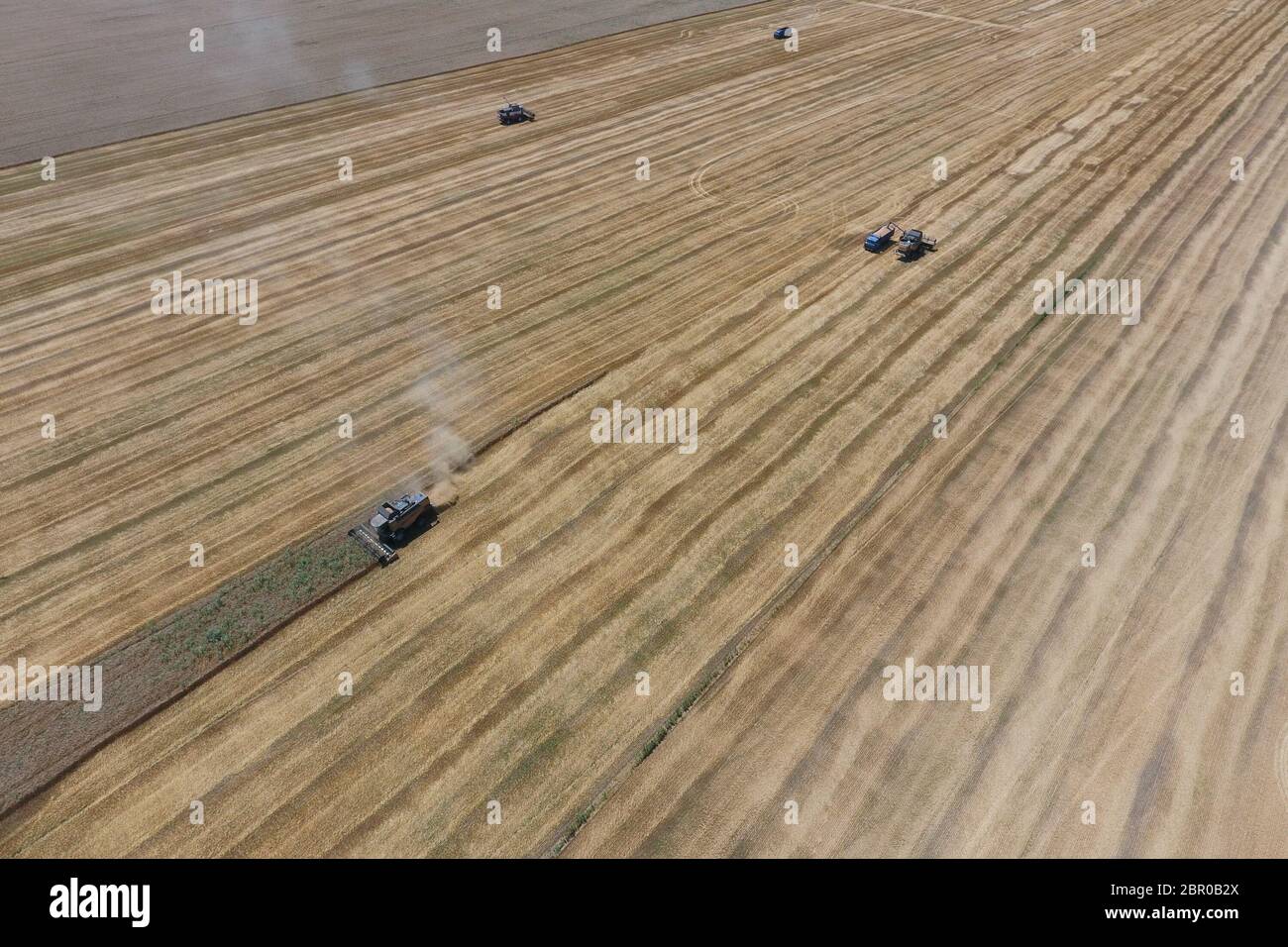 La récolte du blé l'ensileuse. Les machines agricoles en exploitation. Banque D'Images