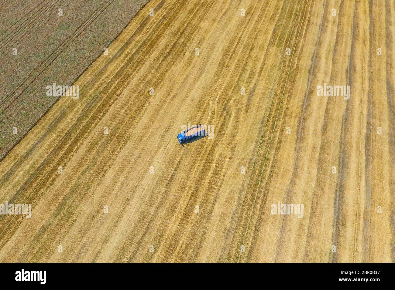 La récolte du blé l'ensileuse. Les machines agricoles en exploitation. Banque D'Images