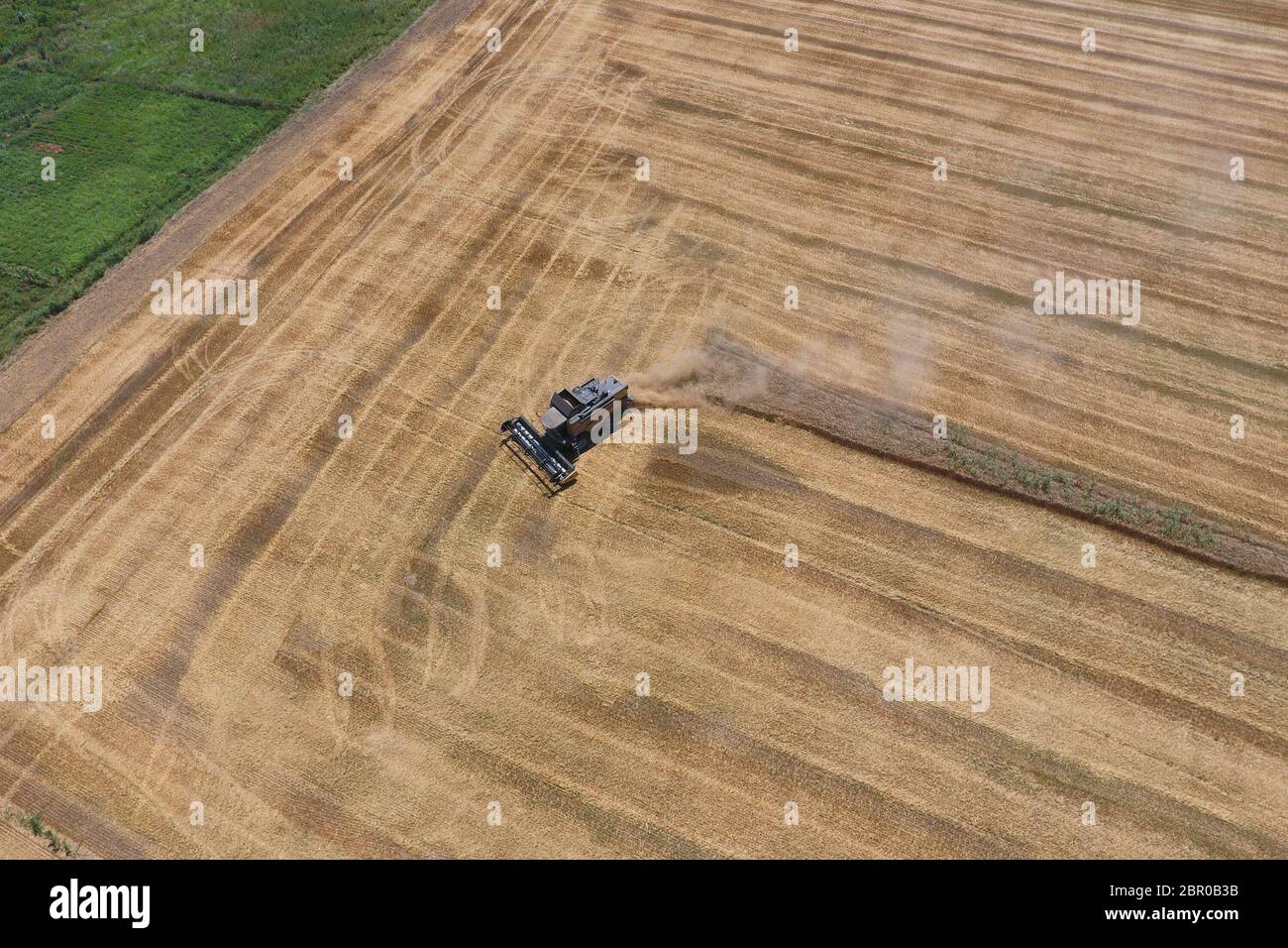 La récolte du blé l'ensileuse. Les machines agricoles en exploitation. Banque D'Images