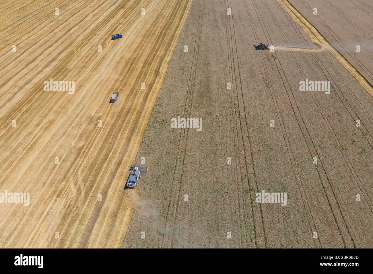 La récolte du blé l'ensileuse. Les machines agricoles en exploitation. Banque D'Images