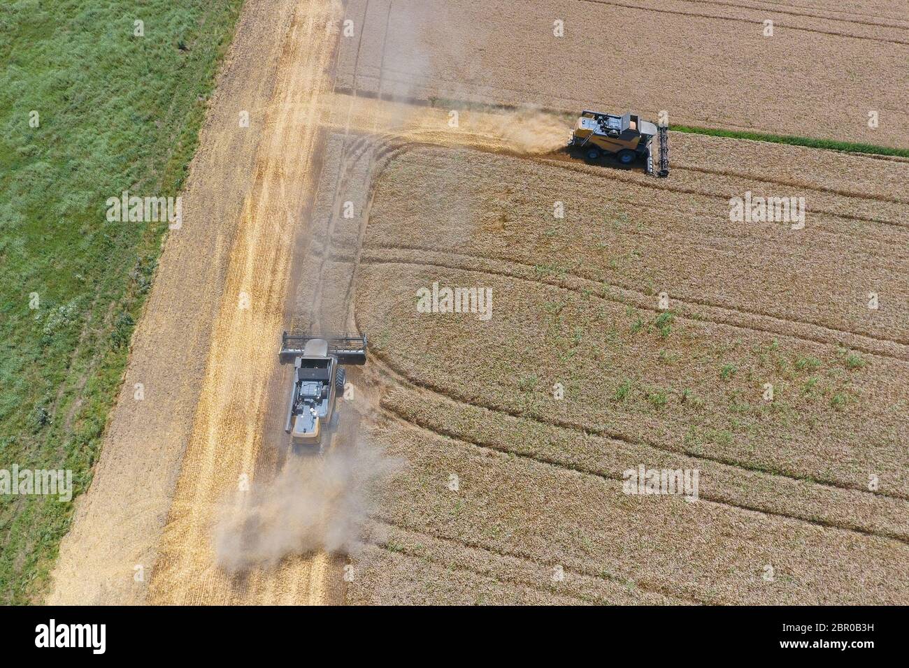 La récolte du blé l'ensileuse. Les machines agricoles en exploitation. Banque D'Images
