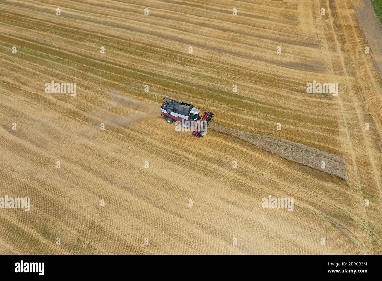 La récolte du blé l'ensileuse. Les machines agricoles en exploitation. Banque D'Images