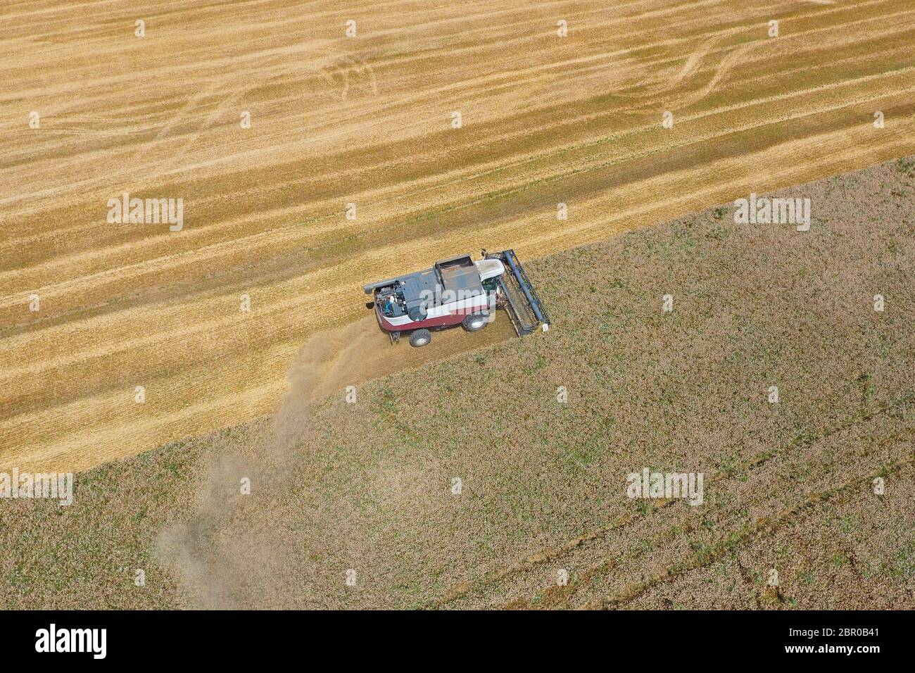 La récolte du blé l'ensileuse. Les machines agricoles en exploitation. Banque D'Images