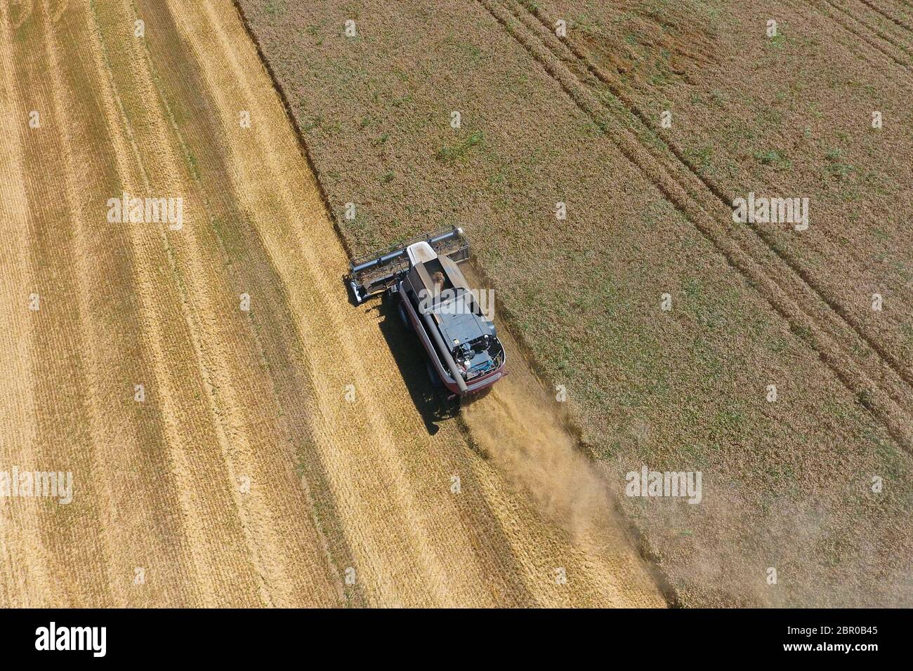 La récolte du blé l'ensileuse. Les machines agricoles en exploitation. Banque D'Images