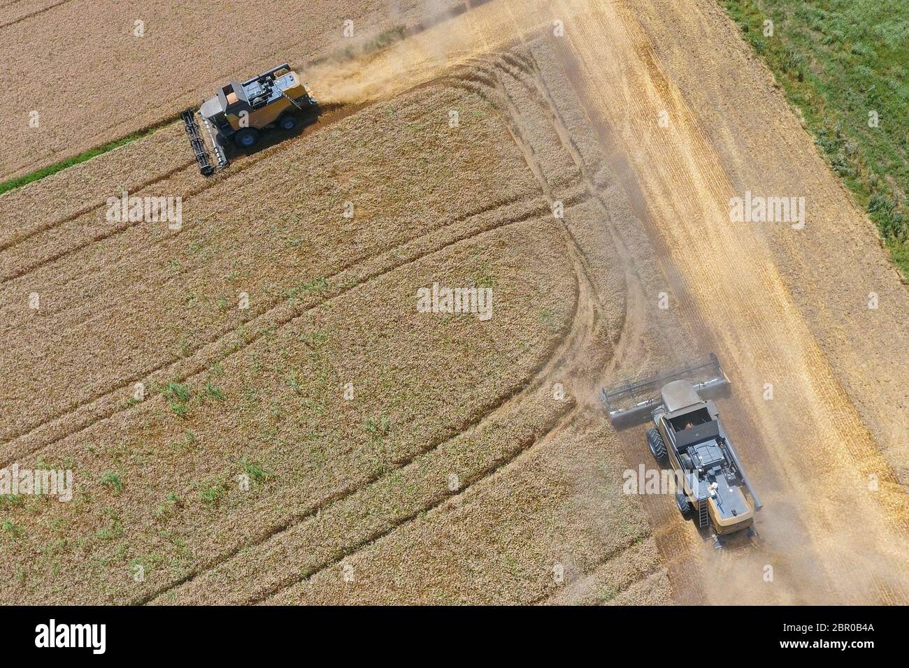La récolte du blé l'ensileuse. Les machines agricoles en exploitation. Banque D'Images