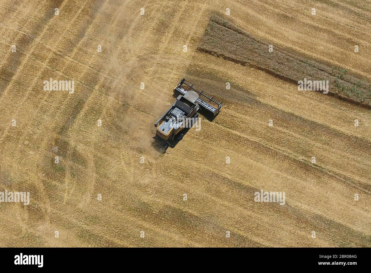 La récolte du blé l'ensileuse. Les machines agricoles en exploitation. Banque D'Images