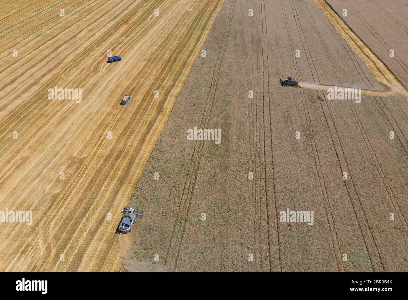 La récolte du blé l'ensileuse. Les machines agricoles en exploitation. Banque D'Images