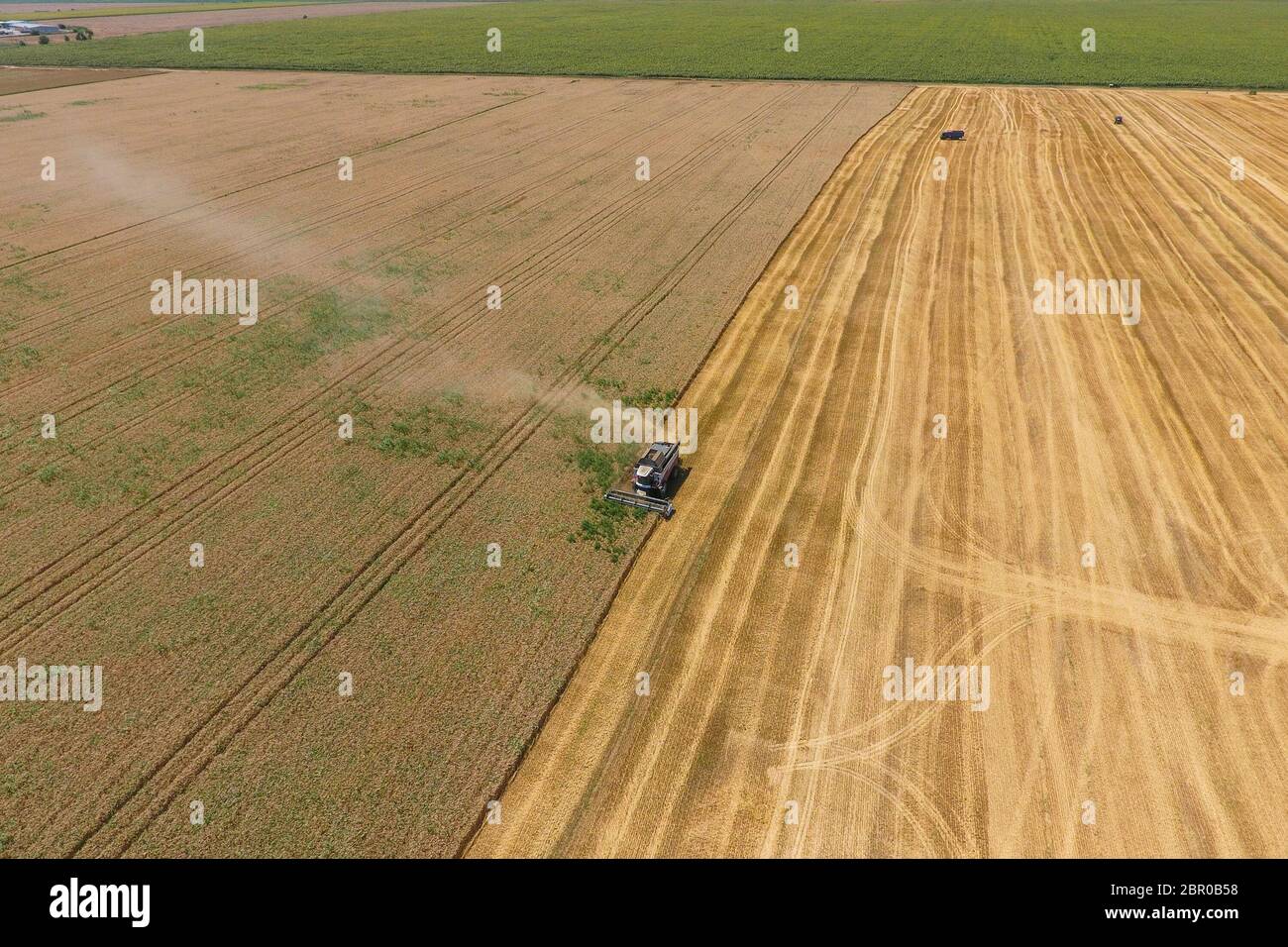 La récolte du blé l'ensileuse. Les machines agricoles en exploitation. Banque D'Images