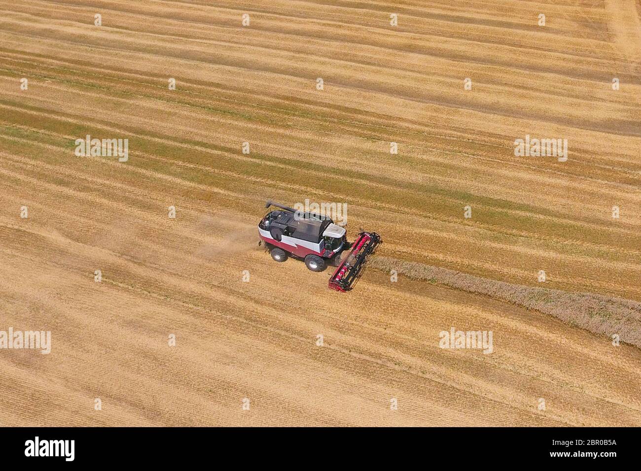 La récolte du blé l'ensileuse. Les machines agricoles en exploitation. Banque D'Images