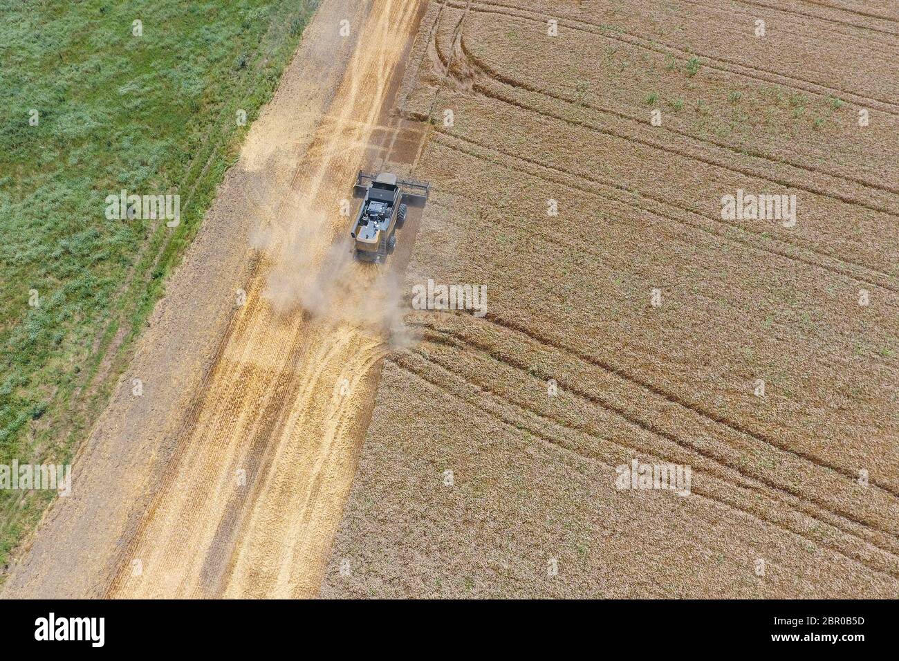 La récolte du blé l'ensileuse. Les machines agricoles en exploitation. Banque D'Images