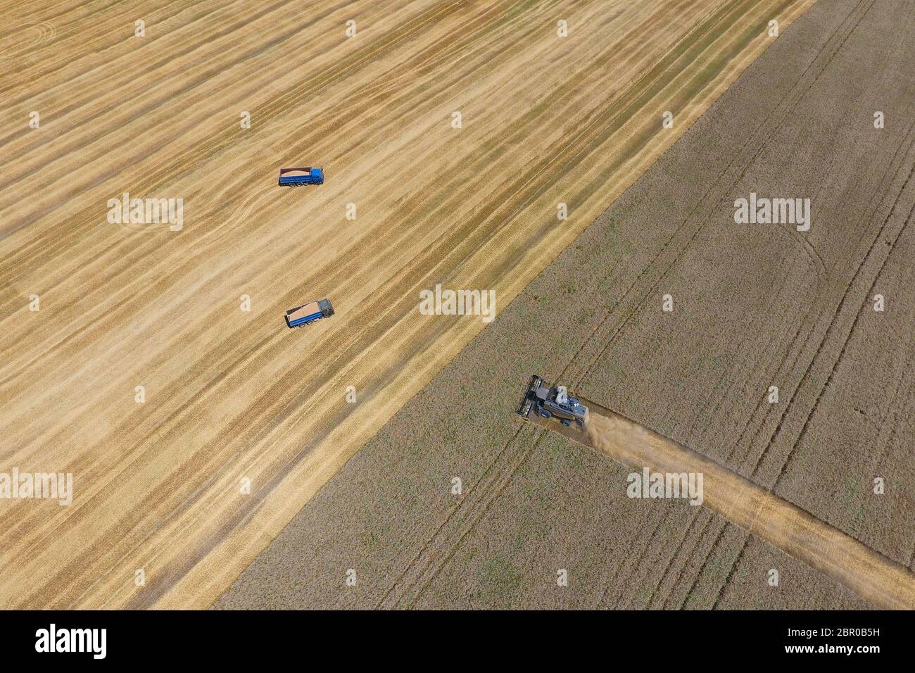La récolte du blé l'ensileuse. Les machines agricoles en exploitation. Banque D'Images