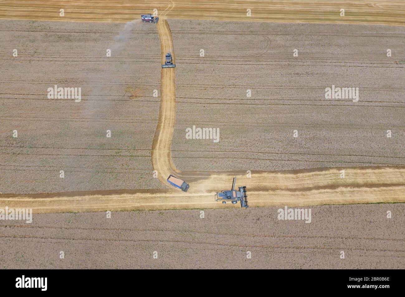 La récolte du blé l'ensileuse. Les machines agricoles en exploitation. Banque D'Images
