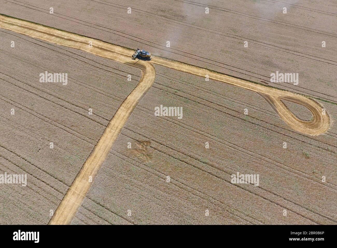 La récolte du blé l'ensileuse. Les machines agricoles en exploitation. Banque D'Images