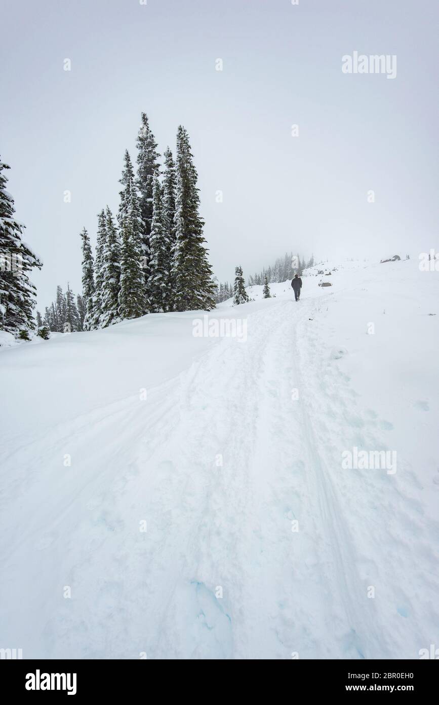 Un homme qui se promère à la montagne sur un sentier couvert de neige dans la région paradisiaque, vue panoramique du parc national de mt Rainier, Washington, USA. Banque D'Images