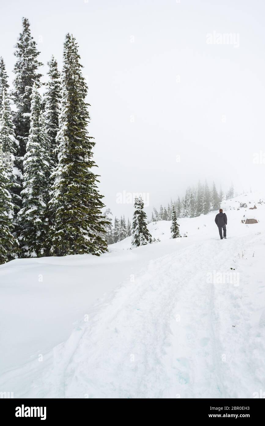 Un homme qui se promère à la montagne sur un sentier couvert de neige dans la région paradisiaque, vue panoramique du parc national de mt Rainier, Washington, USA. Banque D'Images