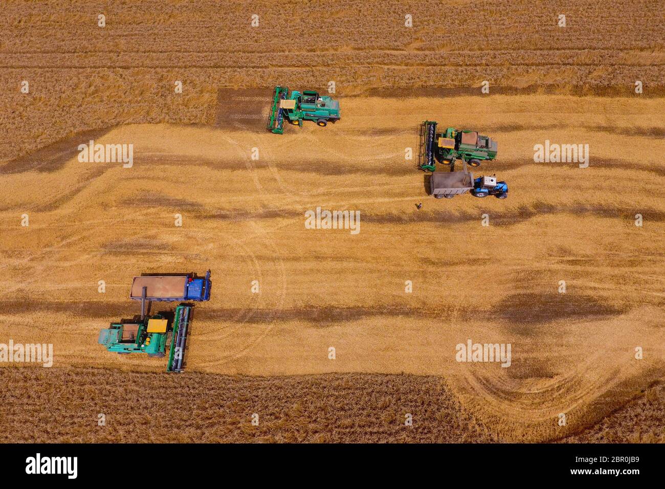 Krasnodar, Russie - le 22 juillet 2017 : La récolte du blé l'ensileuse. Les machines agricoles du grain de la récolte sur le terrain. Les machines agricoles en exploitation. Banque D'Images