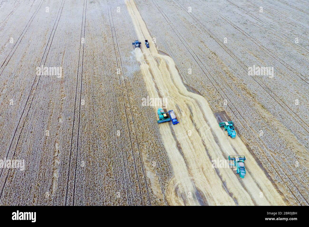 Krasnodar, Russie - le 22 juillet 2017 : La récolte du blé l'ensileuse. Les machines agricoles du grain de la récolte sur le terrain. Les machines agricoles en exploitation. Banque D'Images