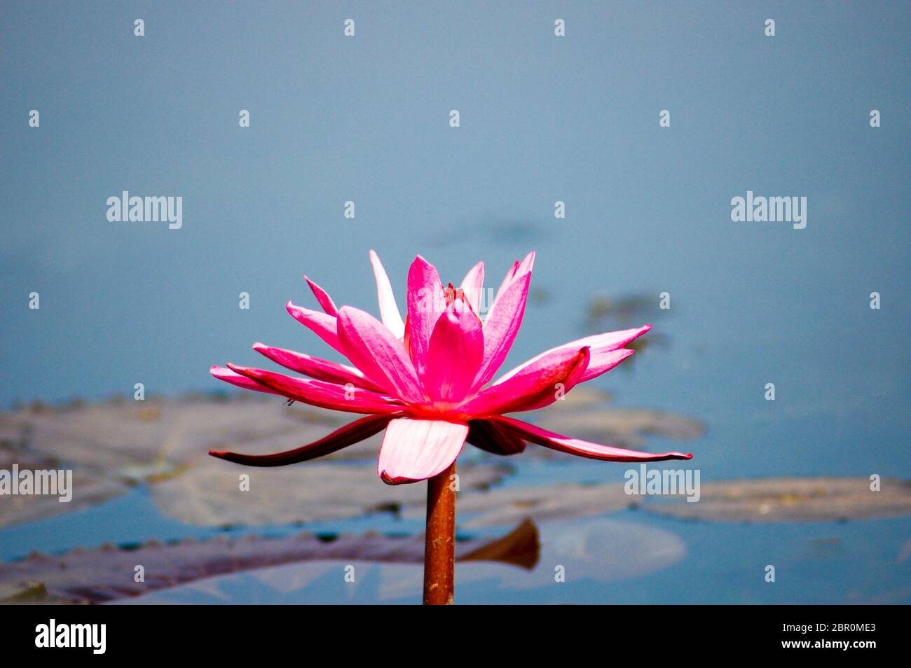 Un nénuphar rose plein de fleurs Banque D'Images