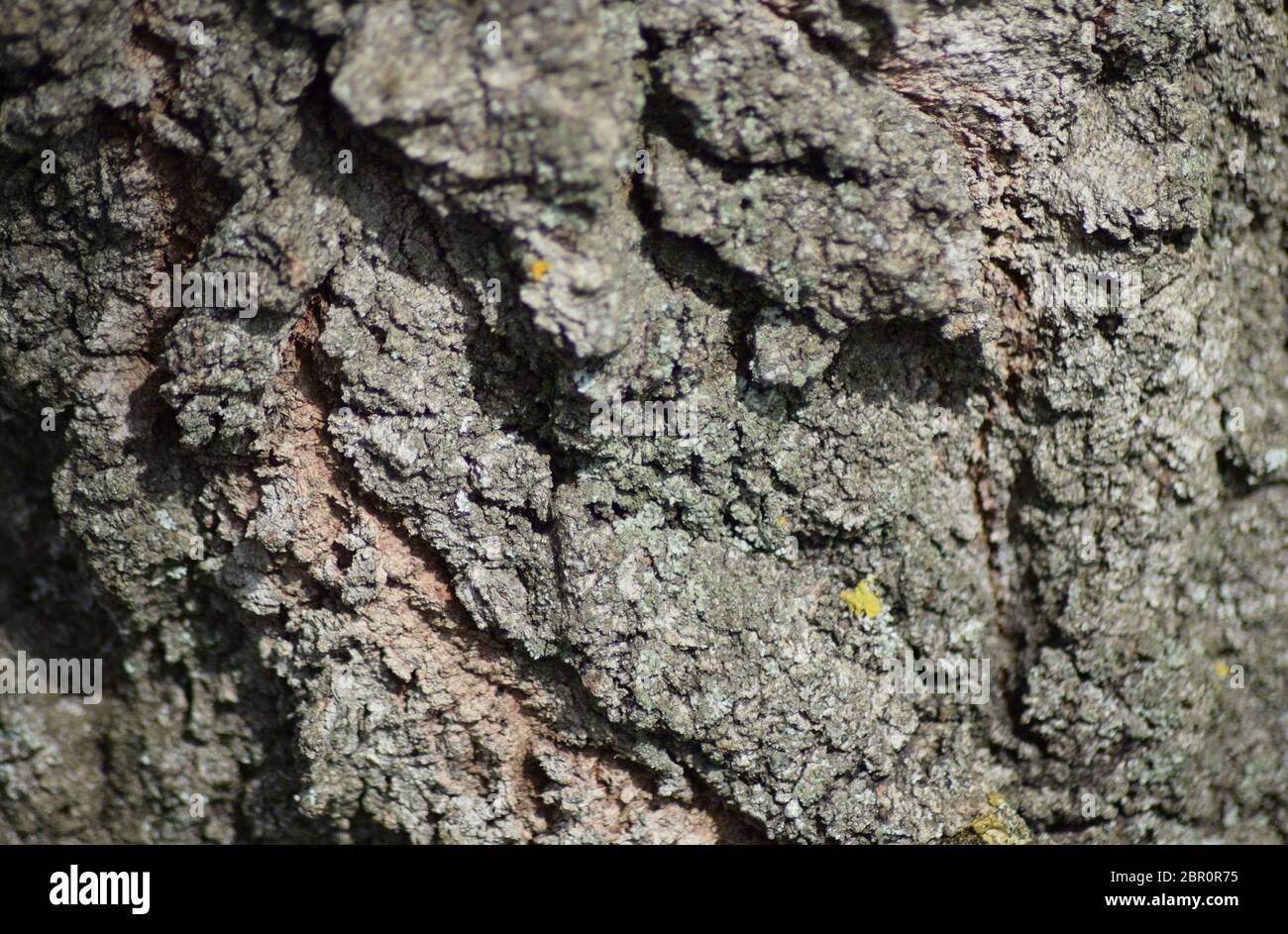 Contexte de l'écorce des arbres. La texture de vieille écorce épaisse sur un tronc d'arbre. Banque D'Images