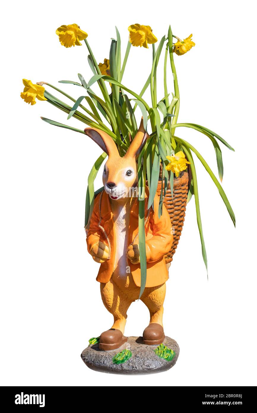Lapin de Pâques isolé. Gros plan d'un lapin de pâques avec un panier dans lequel les jonquilles jaunes en fleurs sont isolées sur un fond blanc. Joyeuses pâques d Banque D'Images