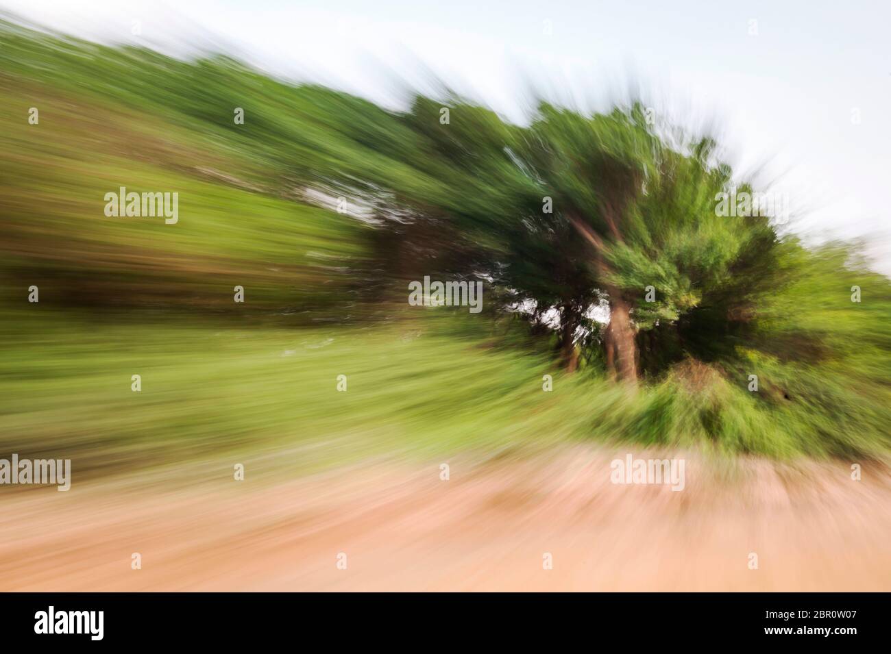 Se précipitant au-delà des arbres sur la rive. Kampong Phluk, province de Siem Reap, centre-nord du Cambodge, Asie du Sud-est Banque D'Images