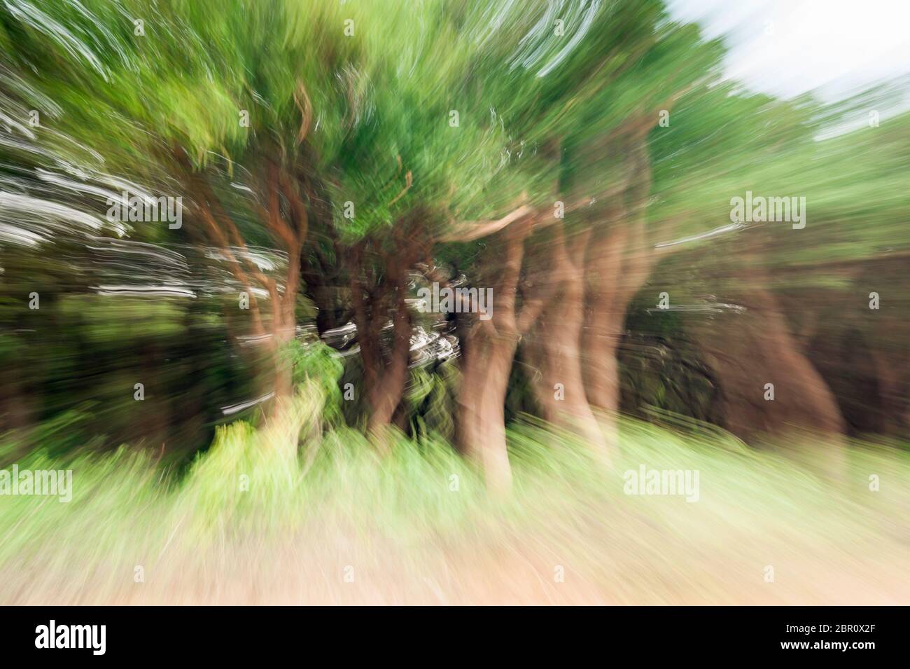 Se précipitant au-delà des arbres sur la rive. Kampong Phluk, province de Siem Reap, centre-nord du Cambodge, Asie du Sud-est Banque D'Images