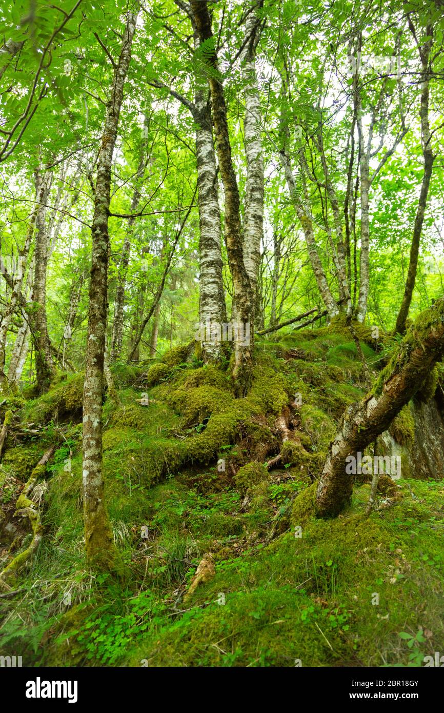 Forêt de l'Arctique, en Norvège. Bouleaux nains noueux et de fougères. D'épaisseur de la forêt sauvage en Norvège en été. Les arbres sont couverts de mousse. Banque D'Images