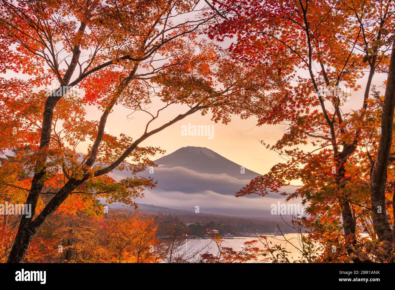 Mt. Fuji, Japon vue depuis le lac Yamanaka avec le feuillage d'automne au crépuscule. Banque D'Images