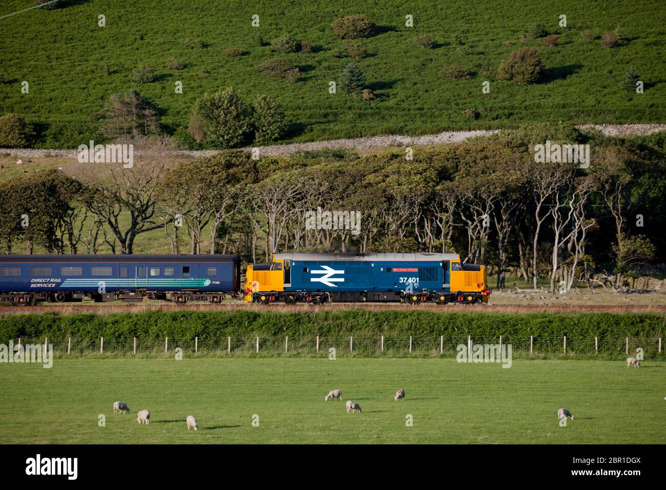 Services ferroviaires directs classe 37 locomotive 37401 en British Rail Grand logo bleu transportant un train ferroviaire du Nord à Silecroft sur la ligne côtière de Cumbrian Banque D'Images