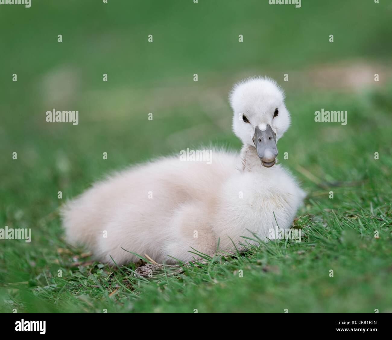 Bébé cygnet muet cygne assis sur l'herbe verte Banque D'Images