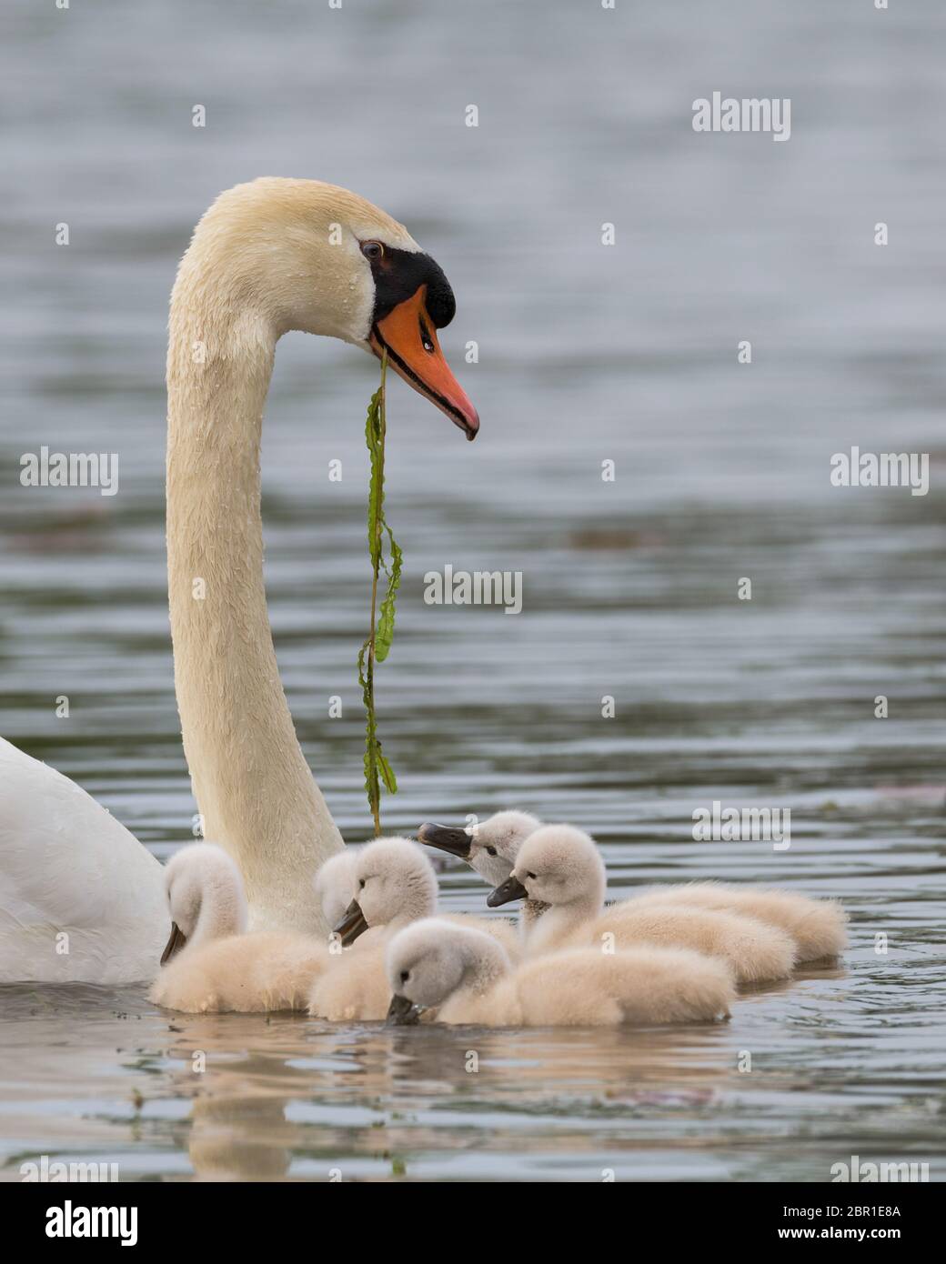 Cygnes nouveau-nés avec mère muet cygne sur le lac Katherine à Palos Heights, Illinois Banque D'Images