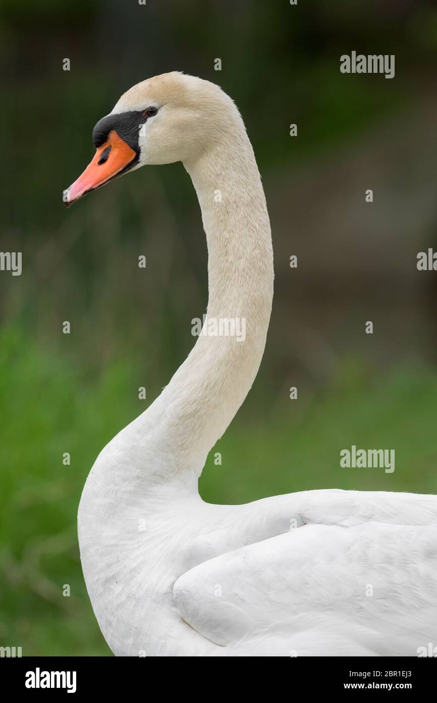 Couper le portrait du profil de cygne sur fond vert Banque D'Images