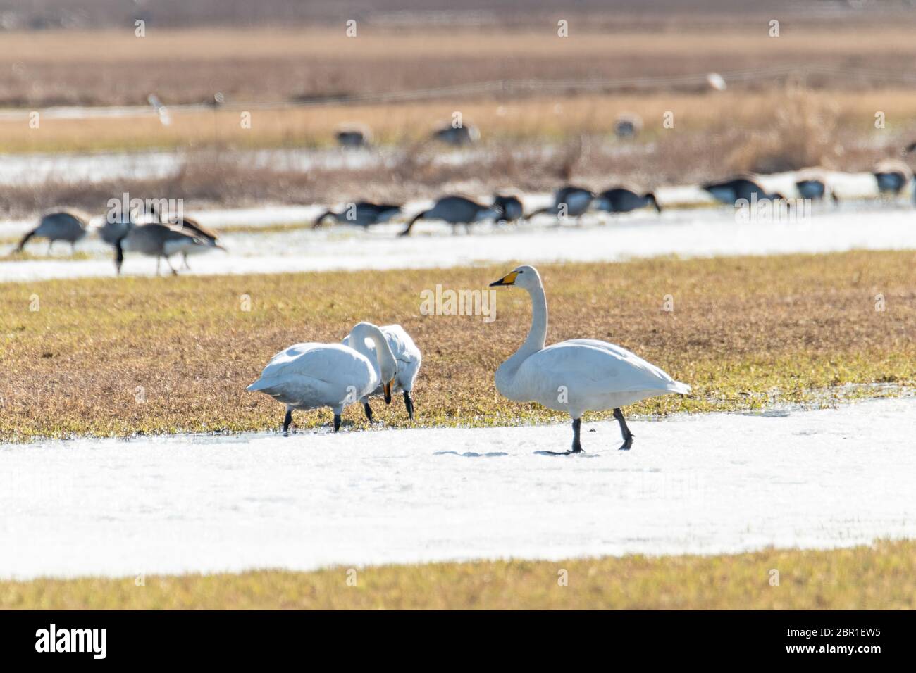 Les cygnes chanteurs dans l'alimentation en partie champ neigeux. Banque D'Images