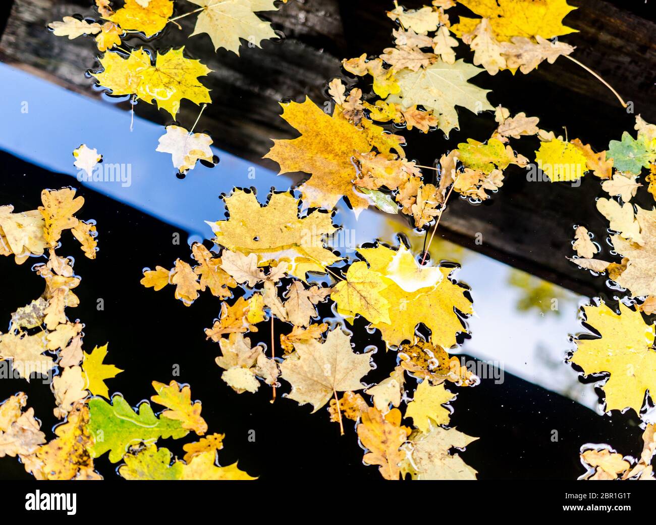 Feuilles de chêne et d'érable jaune sur l'eau Banque D'Images