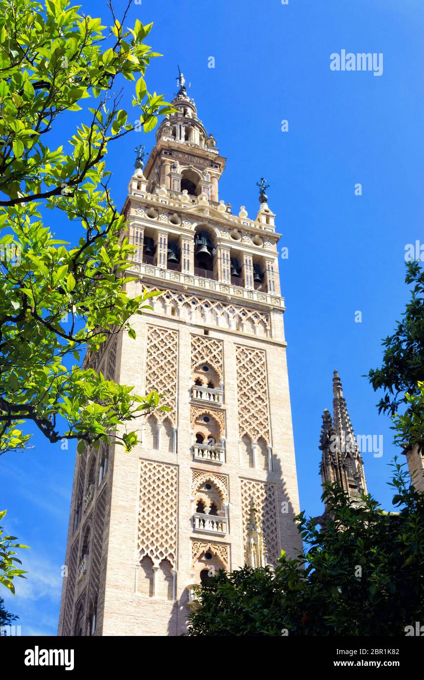 Vue verticale de la tour de la cathédrale Sainte Marie de l'Voir, Séville, Espagne Banque D'Images