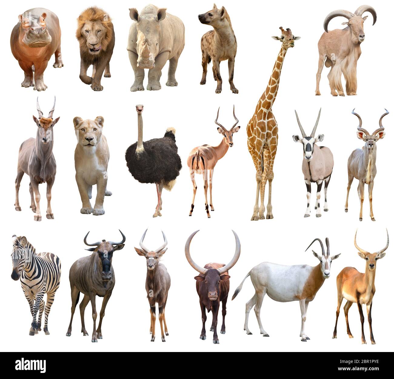 collection d'animaux d'afrique isolés sur fond blanc Banque D'Images