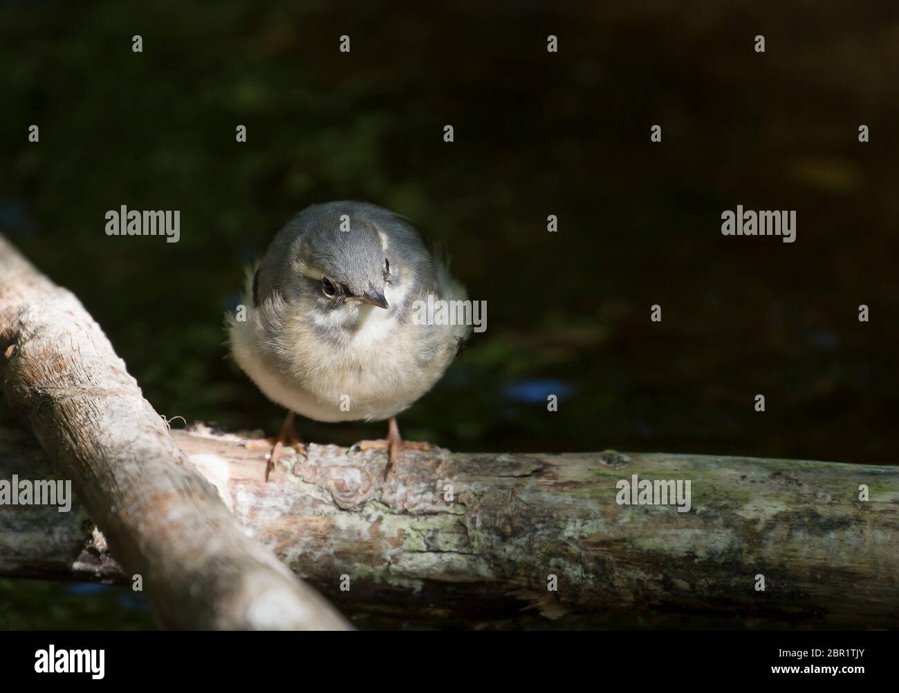 Vue de face rapprochée de la petite bernache grise sauvage du Royaume-Uni (Motacilla cinerea) isolée sur la perchaude au bord de l'eau par le cours d'eau.Poussette naissante pour bébé. Banque D'Images