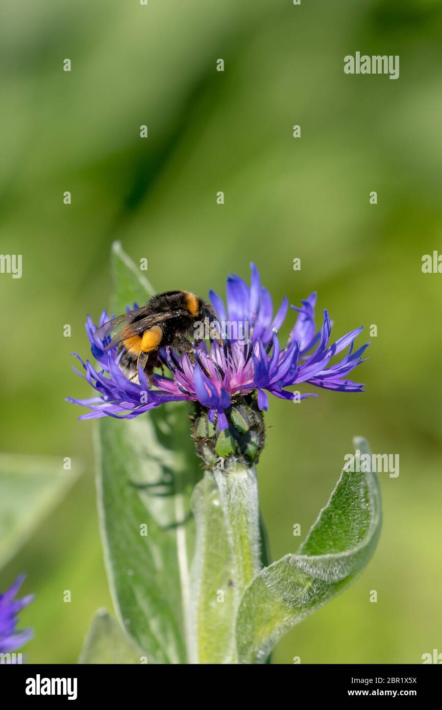 Le bleuet avec flying bumblebee en face de vert fond flou with copy space Banque D'Images