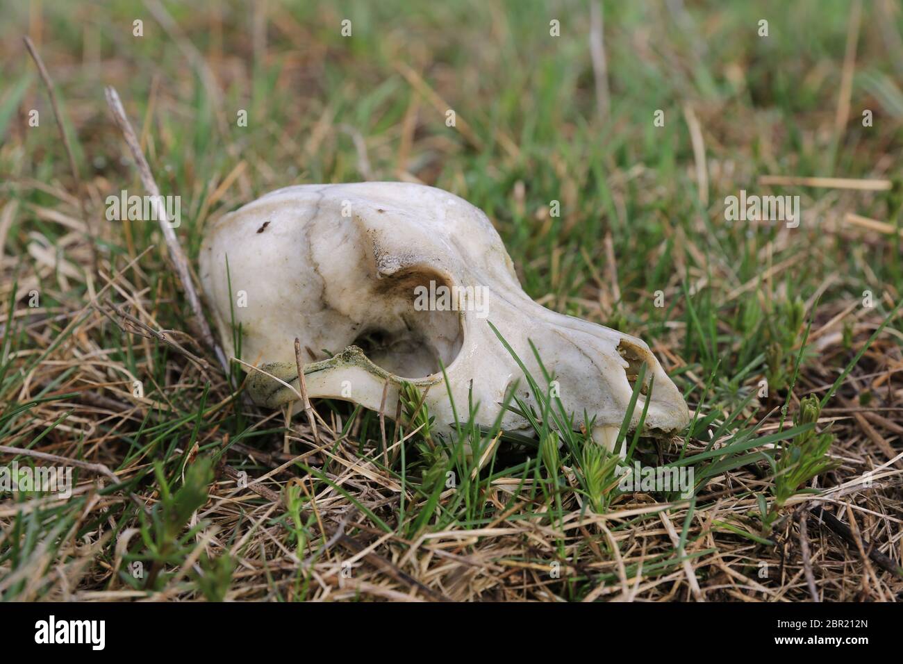 Crâne d'un animal sauvage dans l'herbe dans un pré Banque D'Images