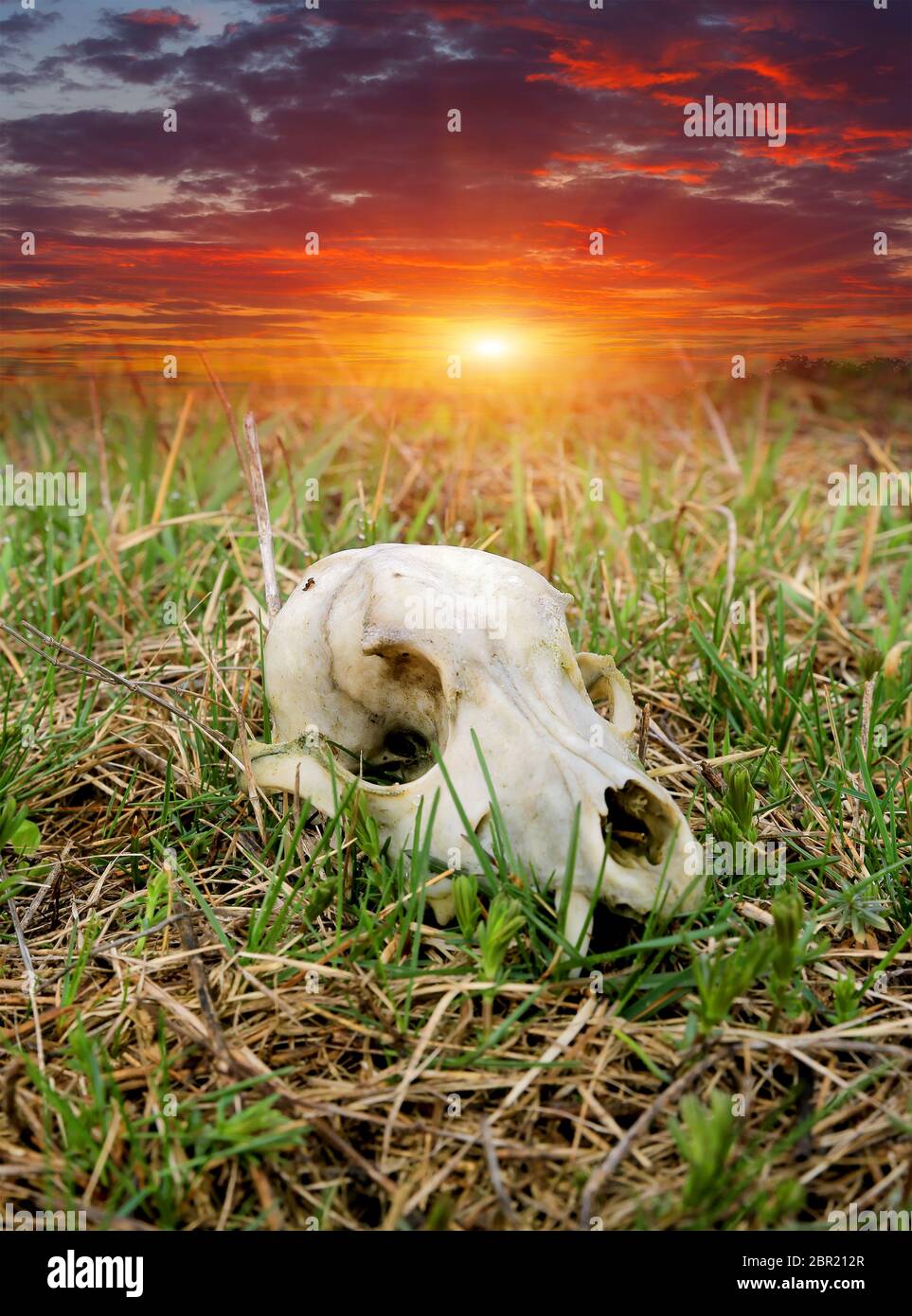 Crâne d'un animal sauvage dans l'herbe dans un pré contre fond de ciel de coucher de soleil Banque D'Images