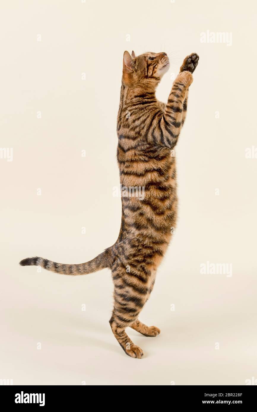 Rassekatze Toyger (Felis silvestris catus), weiblich, alter 2 Jahre, Farbe brun tabby maquereau, braun getigert, stehend, seitlich Banque D'Images