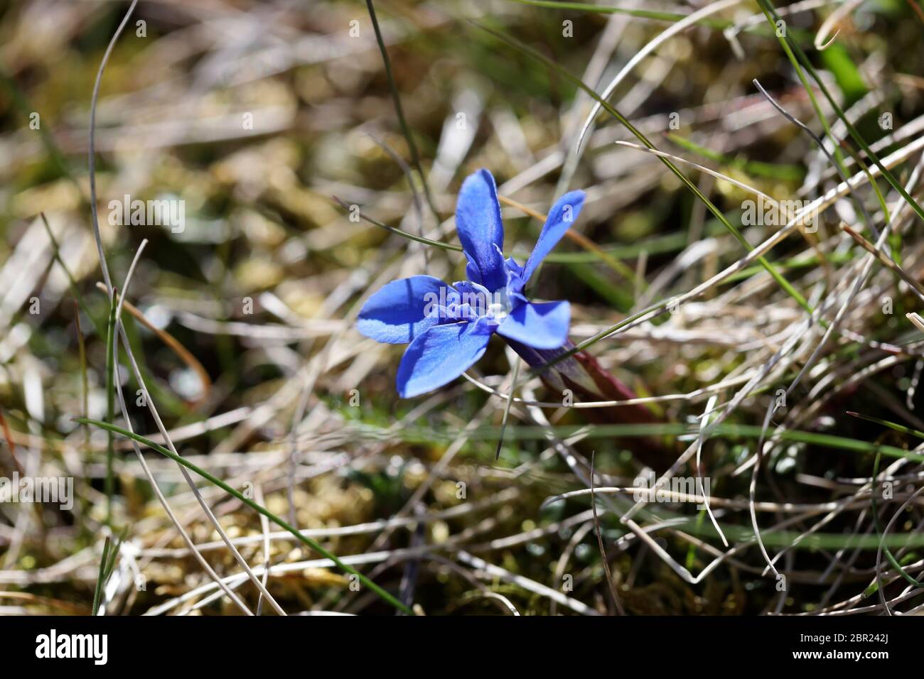 Fleur de Gentian de printemps (Gentiana verna), Fell de Widdybank, réserve naturelle nationale de Moor House, Upper Teesdale County Durham, Angleterre, Royaume-Uni, Banque D'Images