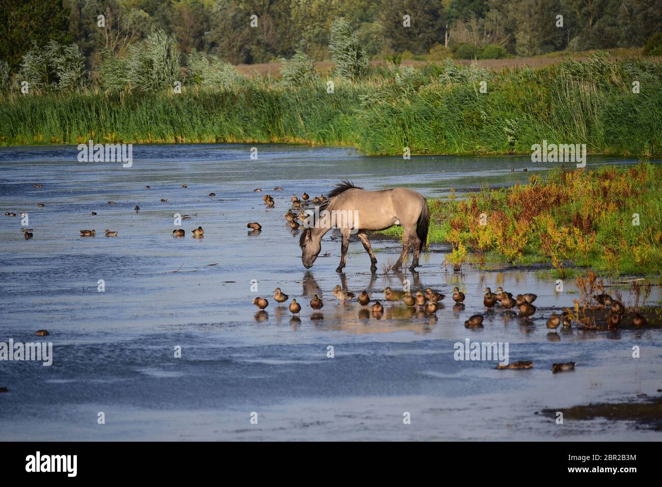 Konik eau potable de cheval sauvage dans la réserve naturelle d'Oostvaardersplassen. Pays-Bas, Hollande, Europe Banque D'Images