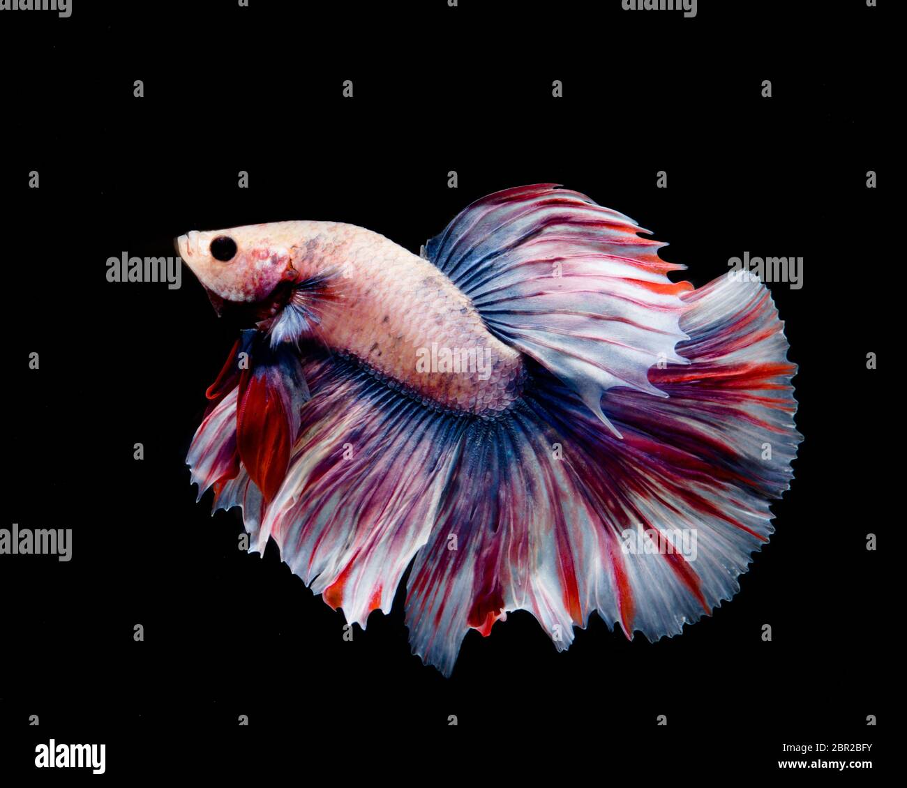 Couleur multi-betta poisson, poisson combattant siamois sur fond noir Banque D'Images Couleur multi-betta poisson, poisson combattant siamois sur fond noir Banque D'Images