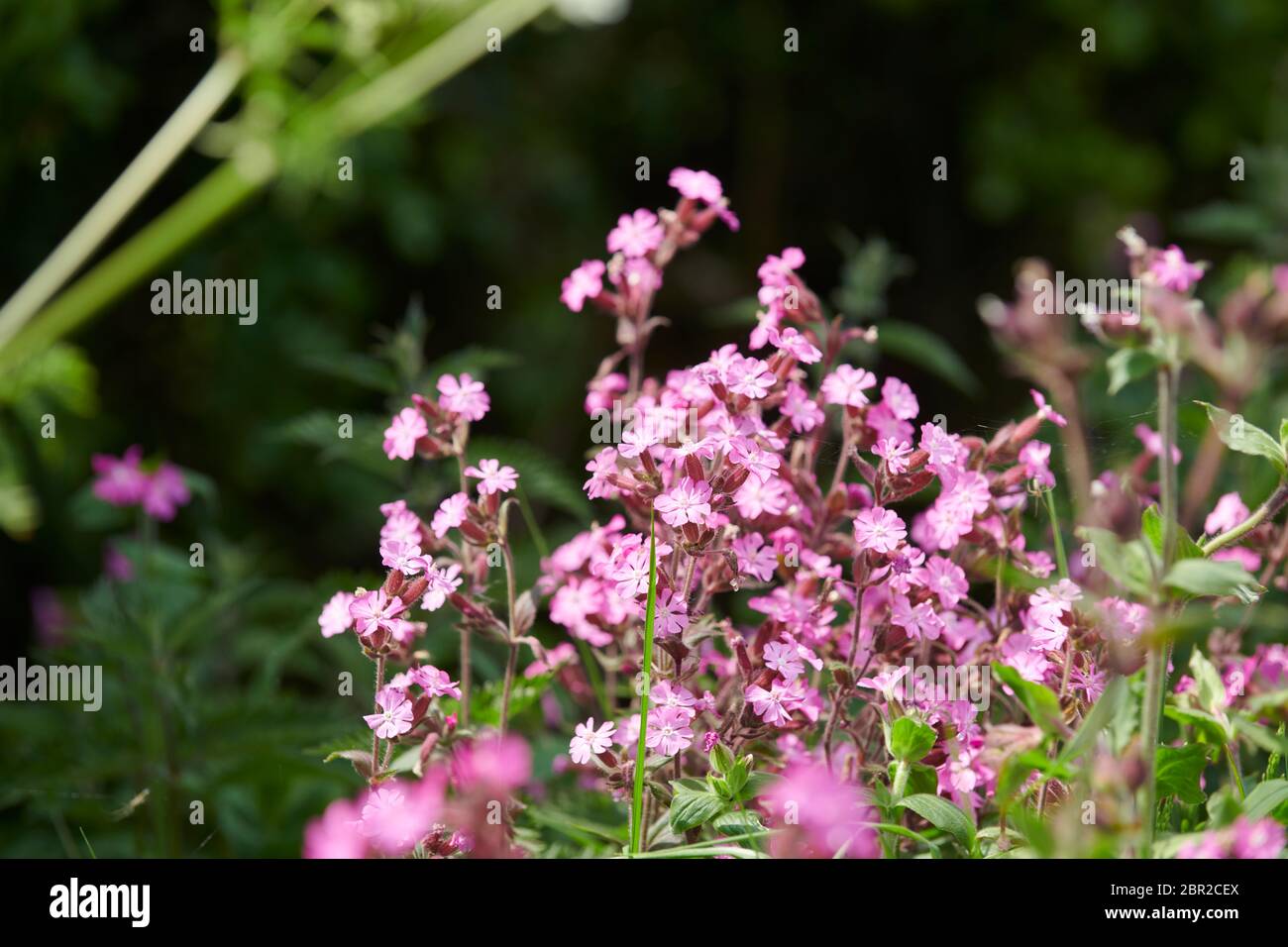Red Campion (Silene dioica) en croissance dans les prairies herbeuses de East Yorkshire, UK, GB. Banque D'Images
