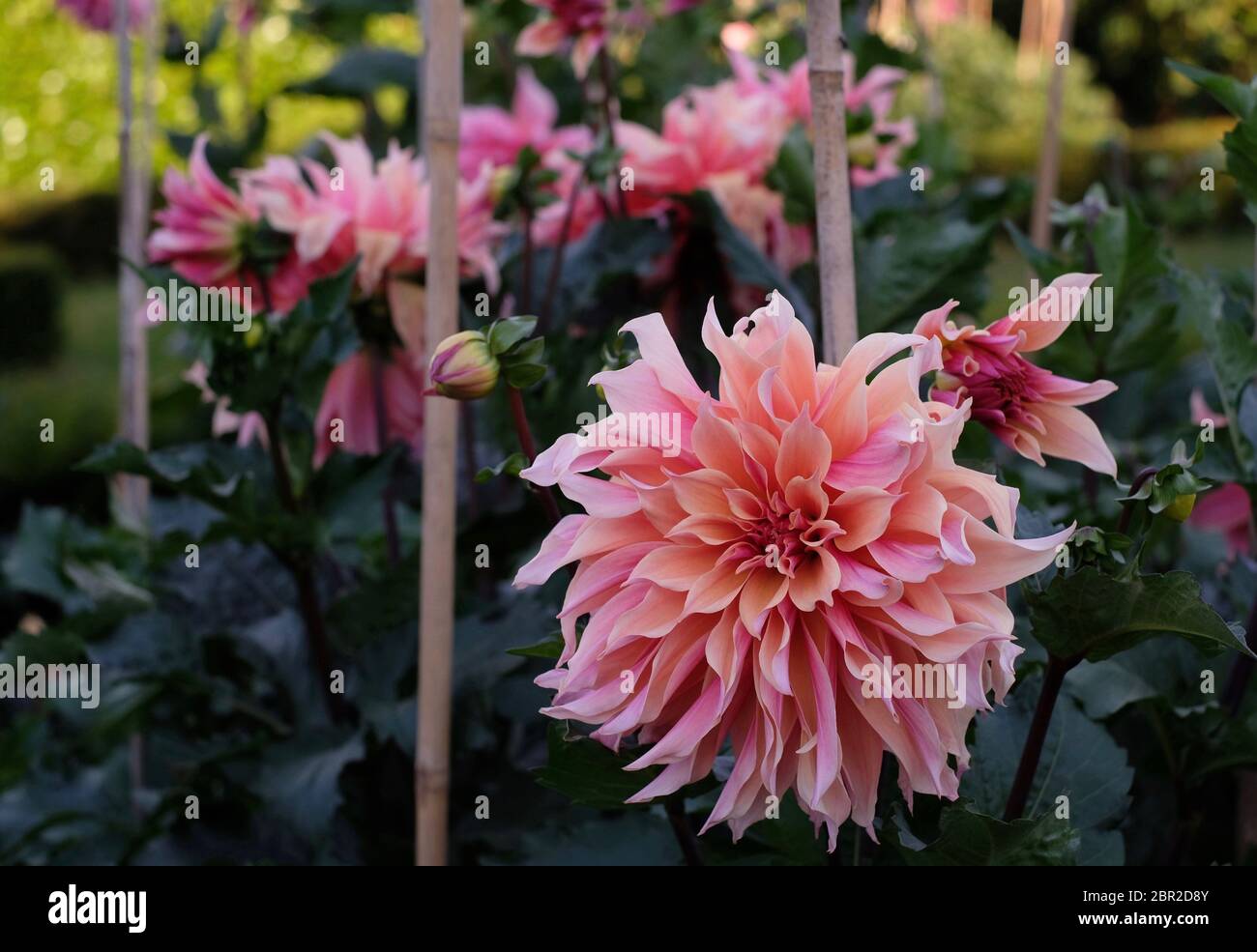 Les dahlias de frisson d'Otto Banque D'Images