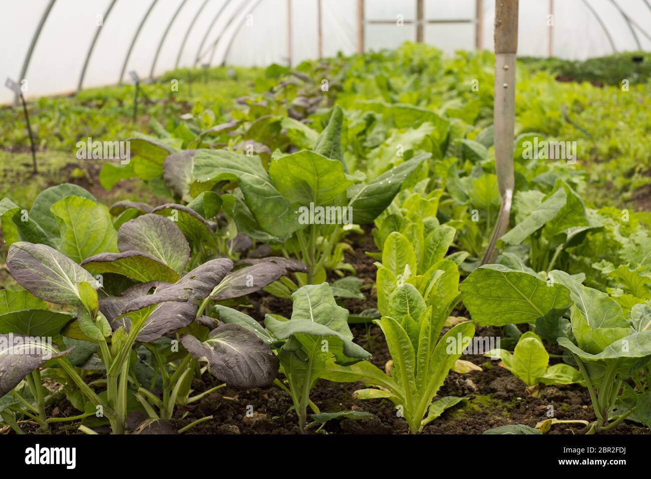 Des feuilles de salade poussent dans un tunnel en polyéthylène à Clinks Care Farm à Toft Monks, Norfolk Banque D'Images