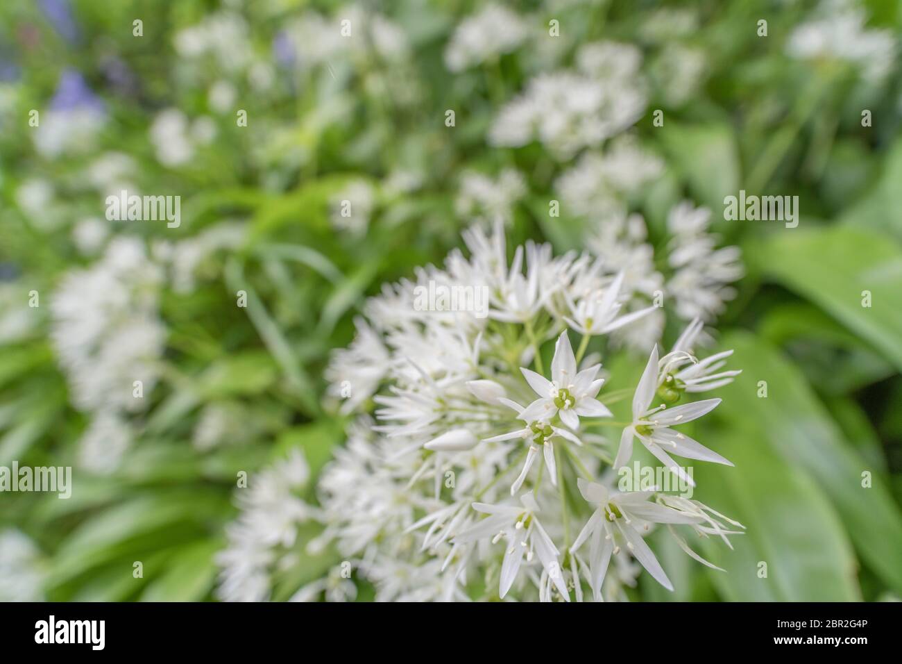 Gros plan grand angle des fleurs blanches de l'ail sauvage appelé Ramsons / Allium ursinum - un favori fouragé vert sauvage comestible, et plante à base de plantes Banque D'Images