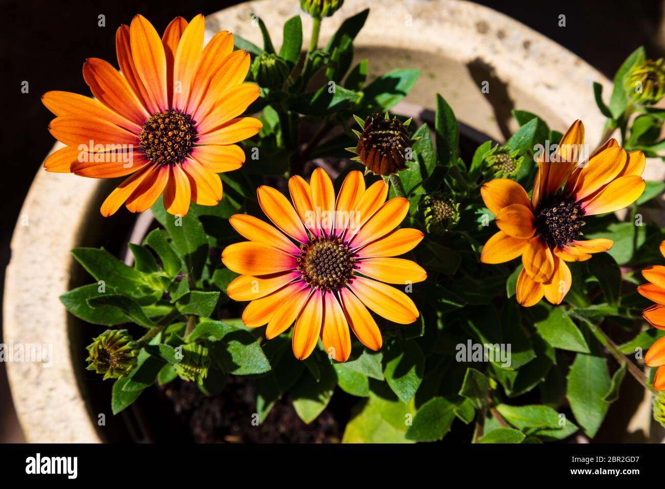 Pâquerette africaine pétale d'orange, Osteospermum, en pot de fleurs. Banque D'Images