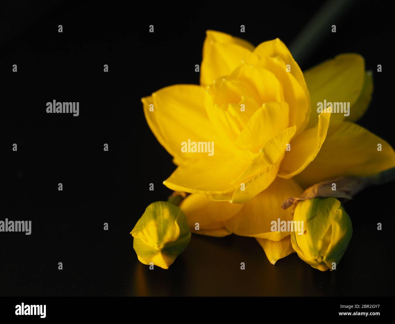 Double Daffodil avec bourgeons sur fond noir Banque D'Images Double Daffodil avec bourgeons sur fond noir Banque D'Images